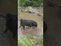 🐾💦 Boris the Animal Discovers the Creek Life #Shorts