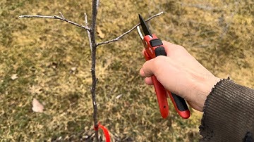 Pruning Apple Trees after their First Year of Growth