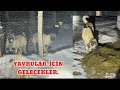 KURTLAR KILIÇ VE MIZRAK İÇİN GELEBİLİR Mİ? HER İHTİMALE KARŞI ÖNLEM ALDIM.