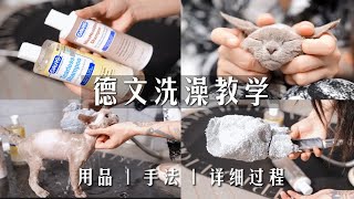 新手养德文必看！洗澡教学🚿用品 | 手法 | 详细过程说明