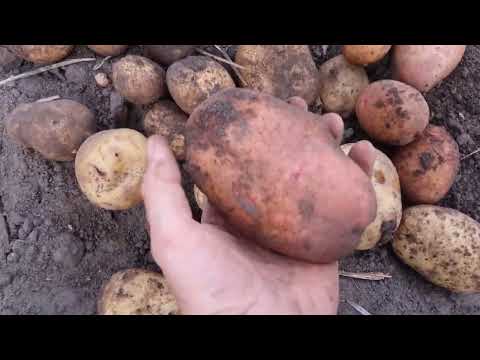 Видео: КАКИЕ отходы ЖИЗНЕДЕЯТЕЛЬНОСТИ человека МОЖНО класть в компост