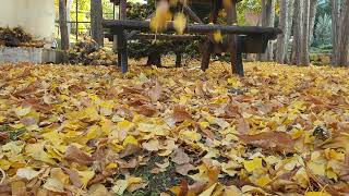 Sonbahar /Autumn. Dance Of Leaves. 😍🤩