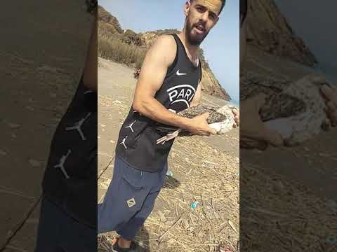 اطلاق طائر النورس بعد علاجه