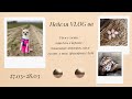 Неделя VLOGов: (2-3 день) едем в гости/ день в деревне/ прогулка в поле🌾, зверушки, дрессировка)🐶