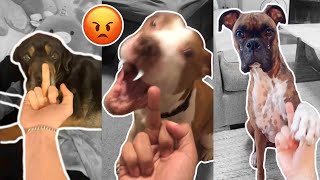 Putting Middle Finger in Front of Your Dog's Face | Fluff Planet