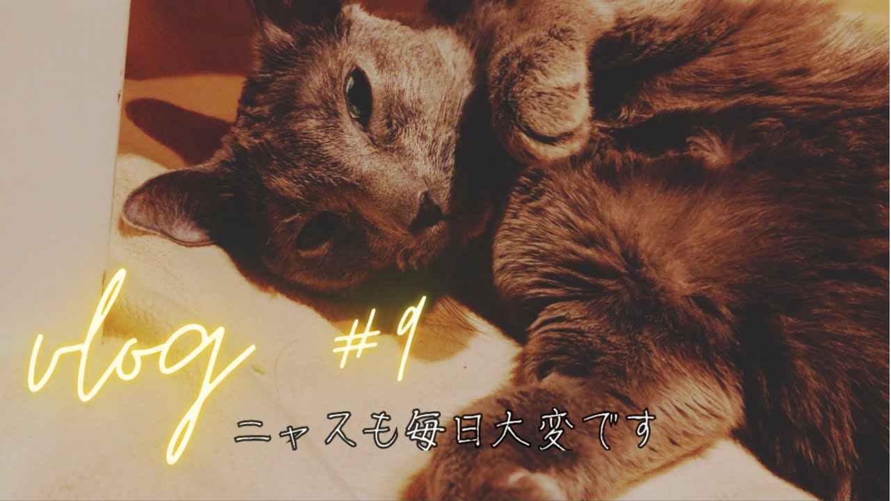 vlog]＃9 猫の抗がん剤治療2回目[悪性リンパ腫]〜闘病中のトイレ問題 