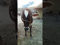 ehe ba hamar dulrua para ho