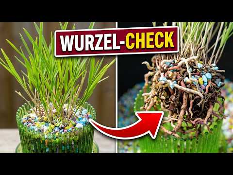 Isochilus linearis nach 2 Jahren: Sind die Wurzeln noch gesund?