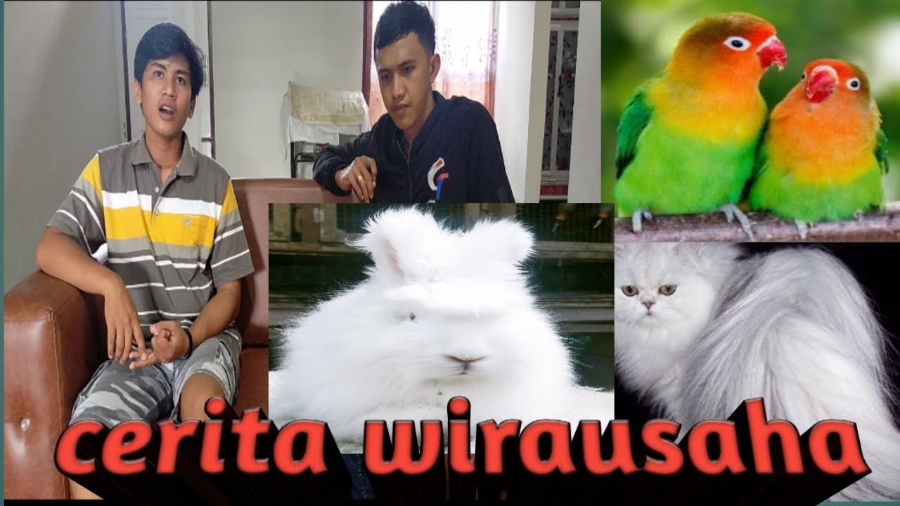 cerita wirausahawan muda ternak kelinci  burung dan  