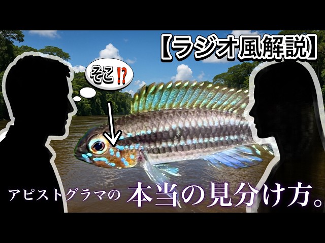 どれも似ているアピストグラマ、、、決定的な違いはここ！！ - YouTube