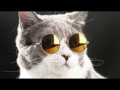 Gatti Divertenti I Migliori Video Di Gatti Pazzi 2 Youtube