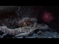Octopus vs Moray Eel