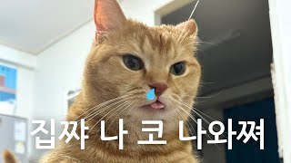 고양이의 콧물은 방울방울