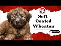 Unleash The Fun Facts: Soft Coated Wheaten Terrier Puppies