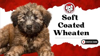 Unleash The Fun Facts: Soft Coated Wheaten Terrier Puppies