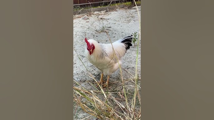 Biz cunnilingus porno uchun yigitga buyurtma berdik. Tatuirovka guruhining yalangoch azolari