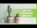 Cómo cuidar CACTUS 🌵 ¡Riego, sustrato, reproducción y MÁS! ☀️💦