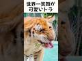 世界一笑顔が可愛いトラ