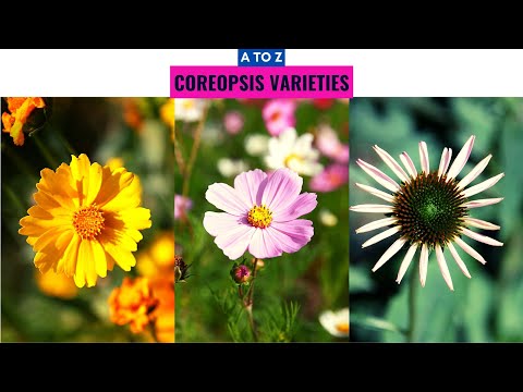 Vidéo: Coreopsis Verticille (19 Photos): Un Aperçu Des Variétés 