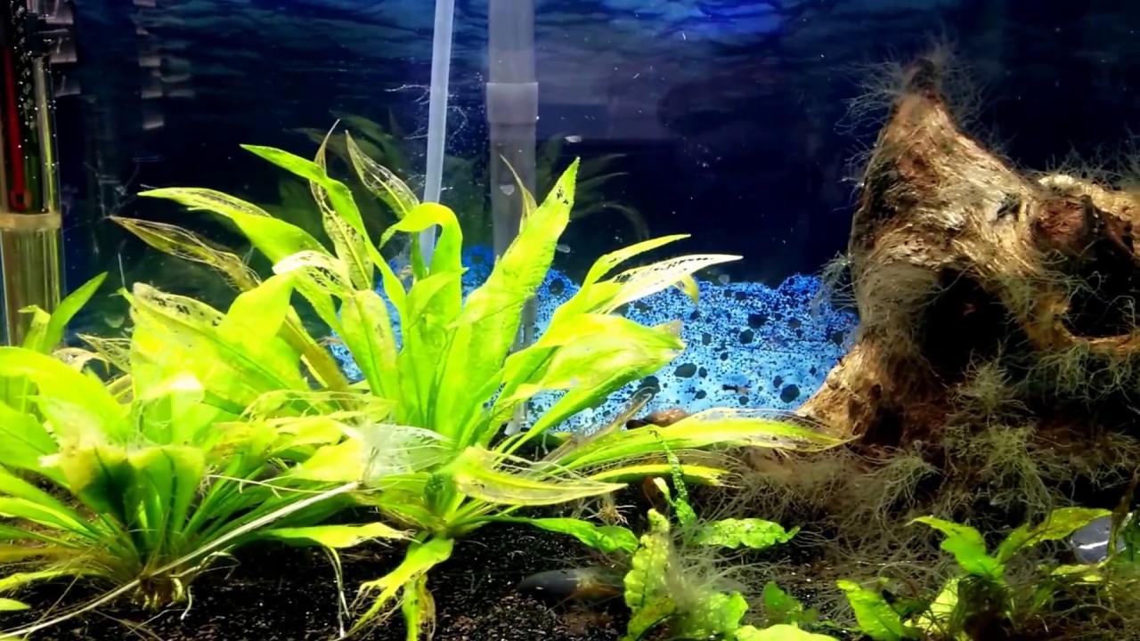 Black Beard Algae overtaking 10 gallon Aquarium YouTube