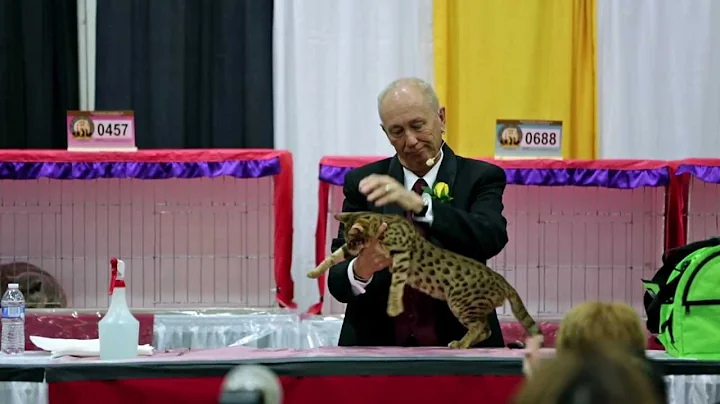 Best of the Best at the at the CFA 2012 World Show...