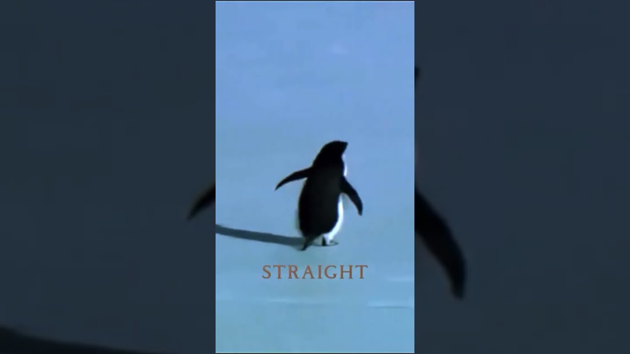 The #penguin  in me understands the #human in him. #nature #philosophy