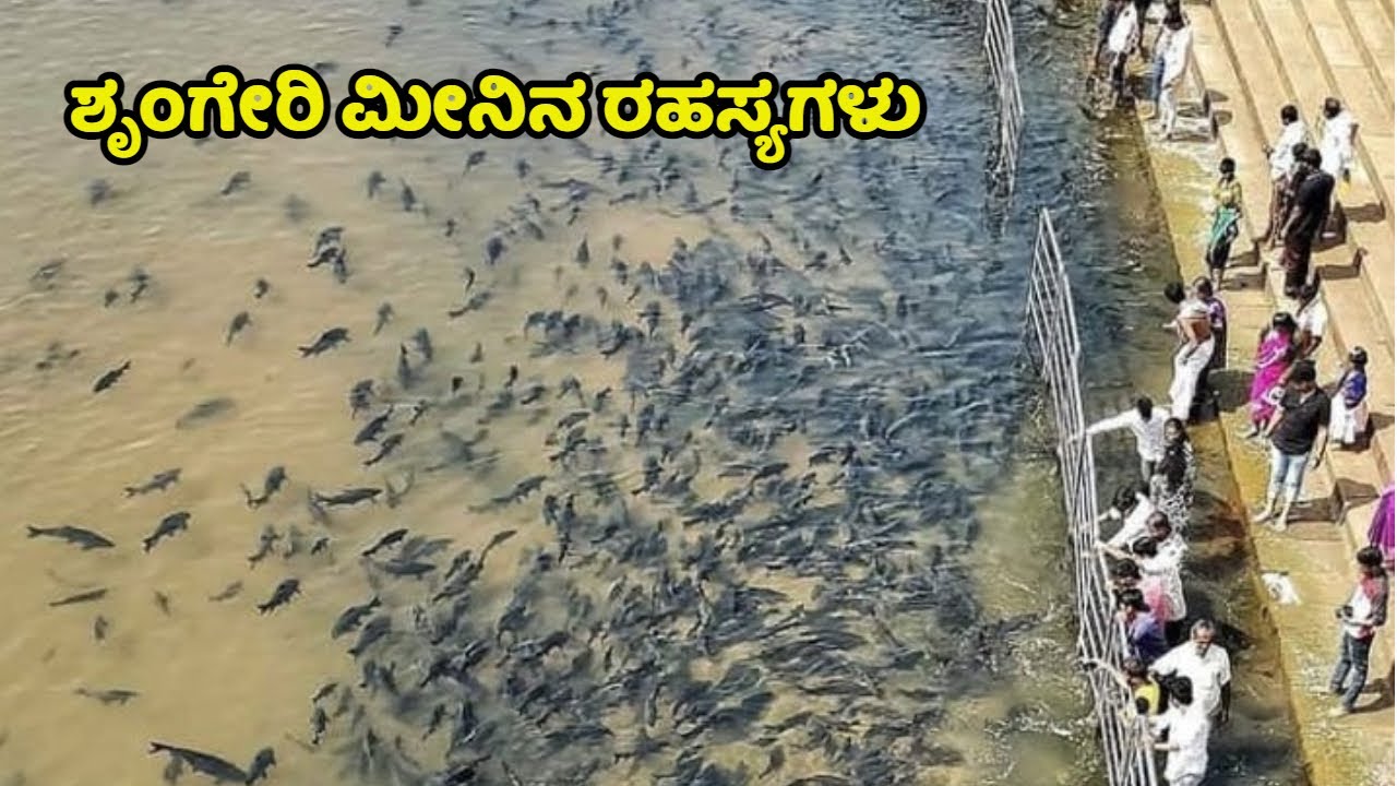 ಶೃಂಗೇರಿ ಮೀನಿನ ರಹಸ್ಯಗಳು  | Sringeri Lucky Fish | Sringeri | Kannada News | Sringeri Sharadamaba