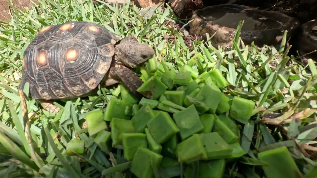 diseñando el nuevo hogar de mis tortugas terrestres