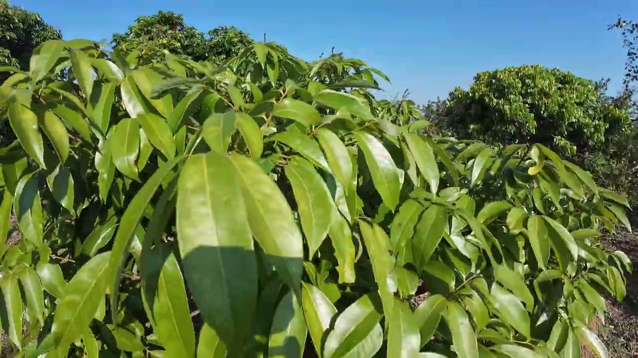 Vải U Hồng sớm Lục Ngạn đã báo hoa sau hai lần đánh HPC