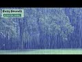 🌳 Forest Heavy Rain and Distant Thunder-Sounds for SLEEP & Relaxing-Study-8 Hours of PURE RAIN