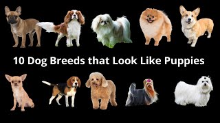 #10 Dog Breeds That Look Like Puppies Forever #Puppies #Dogs
