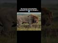 They thought he was weak and alone 🥶#viralvideo #youtubeshorts #animals #lion #shorts #trending