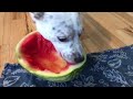 Cattle dog eats watermelon for as long as she likes