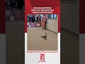 Güvende hissettiği için her yıl aynı yere geri dönüp yumurtalarını bırakıyor...