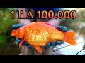Куди подівся золотий КАРАСЬ?
