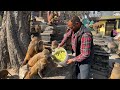 Caring street Dogs &amp; Monkeys beautiful video