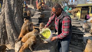 Caring street Dogs & Monkeys beautiful video