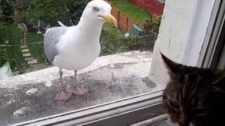 Cat and Seagull Come Face To Face Funny  One Year On