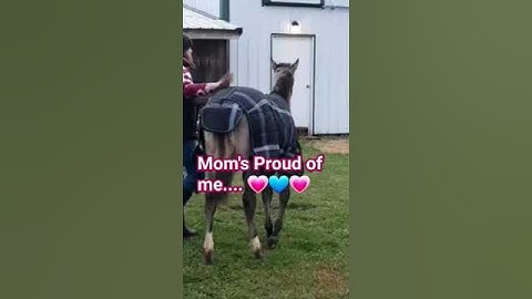 "GRULLA" Colt - #trailer #Loading #weanlings #horses #training