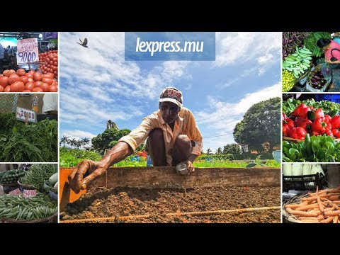 Vidéo: Agrotechnique De La Plantation Compactée De Légumes-2