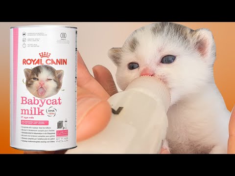 Video: To cat lovers. How to trim a cat's claws