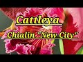 Каттлея. Cattleya Chialin 'New City"