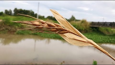 ABC TV | How To Make A Wheat Branch Paper #1 - Craft Tutorial