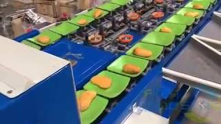 automatic feeding mango grading