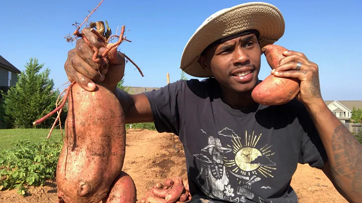 SWEET POTATO HARVEST..... | WHEN TO HARVEST SWEET POTATOES? - DayDayNews