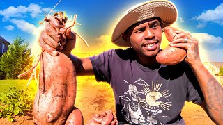 SWEET POTATO HARVEST..... | WHEN TO HARVEST SWEET POTATOES?