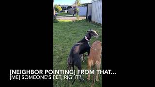 When Greyhounds Meet Rabbit. Run and Chase.