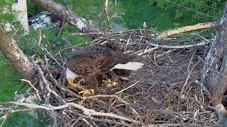 Trempealeau Eagles. Mr T to the nest. TE2 bites his feet and tries to rescue the fish - 05-15-2024