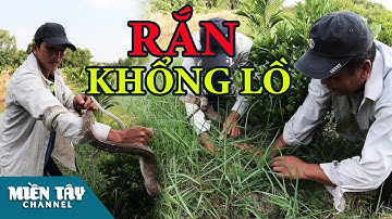 BẮT ĐƯỢC RẮN KHỔNG LỒ - Catch Giant Snakes - MienTay Channel #180