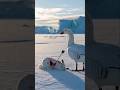 Against the Odds: Arctic Goose's Brave Act to Save Its Friend 🦢🐰❄️